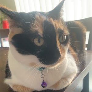 Meet your Posher, Joshua